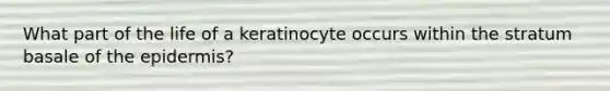 What part of the life of a keratinocyte occurs within the stratum basale of the epidermis?