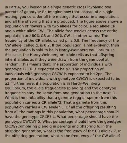 In Part A, you looked at a single genetic cross involving two parents of genotype Rr. Imagine now that instead of a single mating, you consider all the matings that occur in a population, and all the offspring that are produced. The figure above shows a population of flowers with two alleles for color, a red allele CR and a white allele CW . The allele frequencies across the entire population are 80% CR and 20% CW . In other words: The frequency of the CR allele, called p, is 0.8. The frequency of the CW allele, called q, is 0.2. If the population is not evolving, then the population is said to be in Hardy-Weinberg equilibrium. In this case, the Hardy-Weinberg principle tells us that offspring inherit alleles as if they were drawn from the gene pool at random. This means that: The proportion of individuals with genotype CRCR is expected to be p2. The proportion of individuals with genotype CRCW is expected to be 2pq. The proportion of individuals with genotype CWCW is expected to be q2. Furthermore, if a population is in Hardy-Weinberg equilibrium, the allele frequencies (p and q) and the genotype frequencies stay the same from one generation to the next. 1. What is the probability that a gamete (egg or sperm) from this population carries a CR allele?2. That a gamete from this population carries a CW allele? 3. Of all the offspring resulting from all the matings in this population, what percentage should have the genotype CRCR? 4. What percentage should have the genotype CWCW? 5. What percentage should have the genotype CRCW?Comparing p and q in parents and offspring 6. In the offspring generation, what is the frequency of the CR allele? 7. In the offspring generation, what is the frequency of the CW allele?