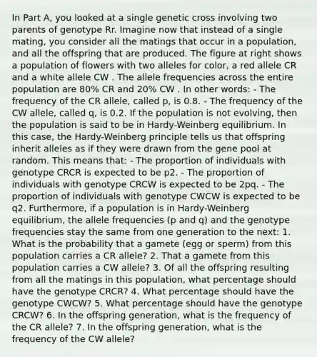 In Part A, you looked at a single genetic cross involving two parents of genotype Rr. Imagine now that instead of a single mating, you consider all the matings that occur in a population, and all the offspring that are produced. The figure at right shows a population of flowers with two alleles for color, a red allele CR and a white allele CW . The allele frequencies across the entire population are 80% CR and 20% CW . In other words: - The frequency of the CR allele, called p, is 0.8. - The frequency of the CW allele, called q, is 0.2. If the population is not evolving, then the population is said to be in Hardy-Weinberg equilibrium. In this case, the Hardy-Weinberg principle tells us that offspring inherit alleles as if they were drawn from the gene pool at random. This means that: - The proportion of individuals with genotype CRCR is expected to be p2. - The proportion of individuals with genotype CRCW is expected to be 2pq. - The proportion of individuals with genotype CWCW is expected to be q2. Furthermore, if a population is in Hardy-Weinberg equilibrium, the allele frequencies (p and q) and the genotype frequencies stay the same from one generation to the next: 1. What is the probability that a gamete (egg or sperm) from this population carries a CR allele? 2. That a gamete from this population carries a CW allele? 3. Of all the offspring resulting from all the matings in this population, what percentage should have the genotype CRCR? 4. What percentage should have the genotype CWCW? 5. What percentage should have the genotype CRCW? 6. In the offspring generation, what is the frequency of the CR allele? 7. In the offspring generation, what is the frequency of the CW allele?