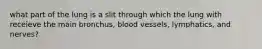 what part of the lung is a slit through which the lung with receieve the main bronchus, blood vessels, lymphatics, and nerves?