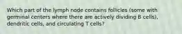 Which part of the lymph node contains follicles (some with germinal centers where there are actively dividing B cells), dendritic cells, and circulating T cells?