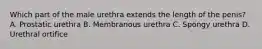 Which part of the male urethra extends the length of the penis? A. Prostatic urethra B. Membranous urethra C. Spongy urethra D. Urethral ortifice