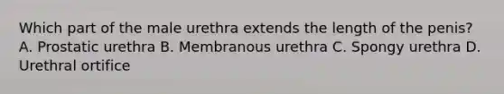 Which part of the male urethra extends the length of the penis? A. Prostatic urethra B. Membranous urethra C. Spongy urethra D. Urethral ortifice