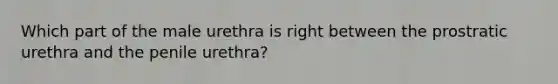 Which part of the male urethra is right between the prostratic urethra and the penile urethra?