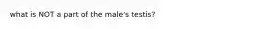 what is NOT a part of the male's testis?