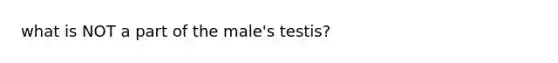 what is NOT a part of the male's testis?