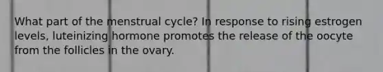 What part of the menstrual cycle? In response to rising estrogen levels, luteinizing hormone promotes the release of the oocyte from the follicles in the ovary.