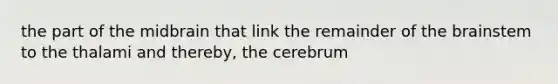 the part of the midbrain that link the remainder of the brainstem to the thalami and thereby, the cerebrum