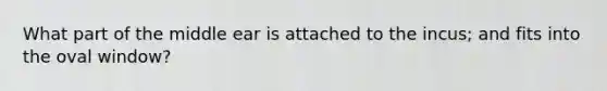 What part of the middle ear is attached to the incus; and fits into the oval window?