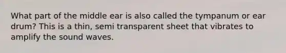 What part of the middle ear is also called the tympanum or ear drum? This is a thin, semi transparent sheet that vibrates to amplify the sound waves.