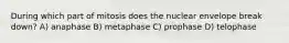 During which part of mitosis does the nuclear envelope break down? A) anaphase B) metaphase C) prophase D) telophase