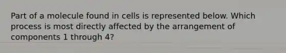 Part of a molecule found in cells is represented below. Which process is most directly affected by the arrangement of components 1 through 4?