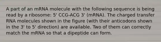 A part of an mRNA molecule with the following sequence is being read by a ribosome: 5' CCG-ACG 3' (mRNA). The charged transfer RNA molecules shown in the figure (with their anticodons shown in the 3' to 5' direction) are available. Two of them can correctly match the mRNA so that a dipeptide can form.