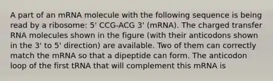 A part of an mRNA molecule with the following sequence is being read by a ribosome: 5' CCG-ACG 3' (mRNA). The charged transfer RNA molecules shown in the figure (with their anticodons shown in the 3' to 5' direction) are available. Two of them can correctly match the mRNA so that a dipeptide can form. The anticodon loop of the first tRNA that will complement this mRNA is