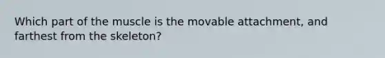 Which part of the muscle is the movable attachment, and farthest from the skeleton?