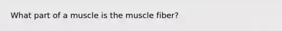 What part of a muscle is the muscle fiber?