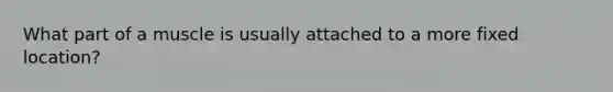 What part of a muscle is usually attached to a more fixed location?