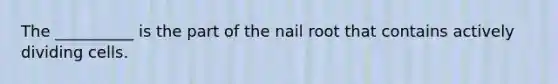 The __________ is the part of the nail root that contains actively dividing cells.