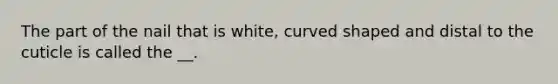 The part of the nail that is white, curved shaped and distal to the cuticle is called the __.