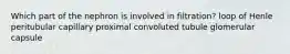 Which part of the nephron is involved in filtration? loop of Henle peritubular capillary proximal convoluted tubule glomerular capsule