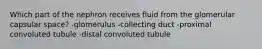 Which part of the nephron receives fluid from the glomerular capsular space? -glomerulus -collecting duct -proximal convoluted tubule -distal convoluted tubule