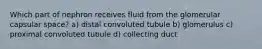 Which part of nephron receives fluid from the glomerular capsular space? a) distal convoluted tubule b) glomerulus c) proximal convoluted tubule d) collecting duct