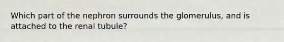 Which part of the nephron surrounds the glomerulus, and is attached to the renal tubule?