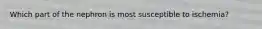 Which part of the nephron is most susceptible to ischemia?