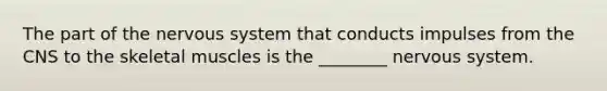 The part of the nervous system that conducts impulses from the CNS to the skeletal muscles is the ________ nervous system.