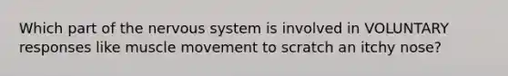 Which part of the nervous system is involved in VOLUNTARY responses like muscle movement to scratch an itchy nose?