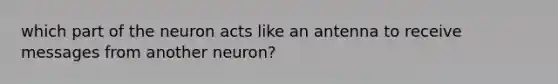 which part of the neuron acts like an antenna to receive messages from another neuron?