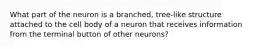 What part of the neuron is a branched, tree-like structure attached to the cell body of a neuron that receives information from the terminal button of other neurons?