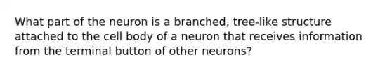 What part of the neuron is a branched, tree-like structure attached to the cell body of a neuron that receives information from the terminal button of other neurons?