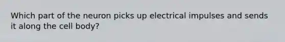 Which part of the neuron picks up electrical impulses and sends it along the cell body?