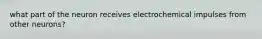 what part of the neuron receives electrochemical impulses from other neurons?