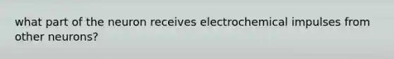 what part of the neuron receives electrochemical impulses from other neurons?