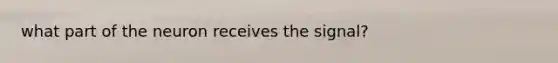 what part of the neuron receives the signal?