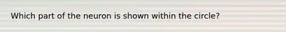 Which part of the neuron is shown within the circle?