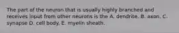 The part of the neuron that is usually highly branched and receives input from other neurons is the A. dendrite. B. axon. C. synapse D. cell body. E. myelin sheath.