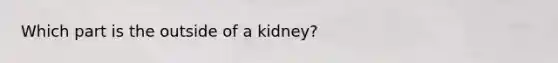 Which part is the outside of a kidney?