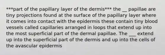 ***part of the papillary layer of the dermis*** the __ papillae are tiny projections found at the surface of the papillary layer where it comes into contact with the epidermis these contain tiny blood vessels called capillaries arranged in loops that extend up into the most superficial part of the dermal papillae. The ___ extend up into the superficial part of the dermis and up into the cells of the avascular epidermis