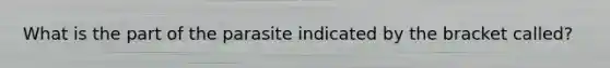 What is the part of the parasite indicated by the bracket called?