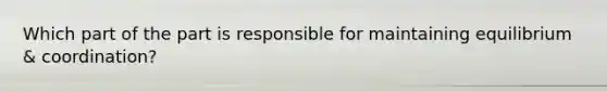 Which part of the part is responsible for maintaining equilibrium & coordination?
