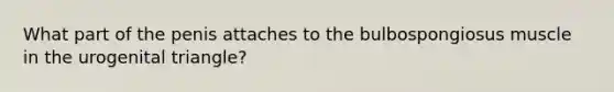 What part of the penis attaches to the bulbospongiosus muscle in the urogenital triangle?
