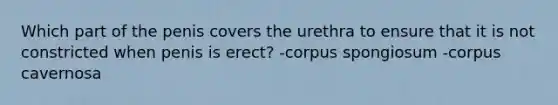 Which part of the penis covers the urethra to ensure that it is not constricted when penis is erect? -corpus spongiosum -corpus cavernosa