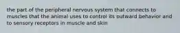 the part of the peripheral nervous system that connects to muscles that the animal uses to control its outward behavior and to sensory receptors in muscle and skin