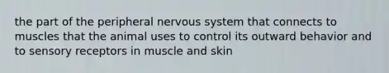 the part of the peripheral <a href='https://www.questionai.com/knowledge/kThdVqrsqy-nervous-system' class='anchor-knowledge'>nervous system</a> that connects to muscles that the animal uses to control its outward behavior and to <a href='https://www.questionai.com/knowledge/kZxhe8RZQ3-sensory-receptors' class='anchor-knowledge'>sensory receptors</a> in muscle and skin