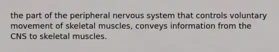 the part of the peripheral nervous system that controls voluntary movement of skeletal muscles, conveys information from the CNS to skeletal muscles.