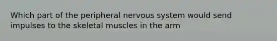 Which part of the peripheral nervous system would send impulses to the skeletal muscles in the arm