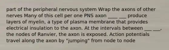 part of the peripheral nervous system Wrap the axons of other nerves Many of this cell per one PNS axon ____ ___ produce layers of myelin, a type of plasma membrane that provides electrical insulation to the axon. At the intervals between ___ ___, the nodes of Ranvier, the axon is exposed. Action potentials travel along the axon by "jumping" from node to node